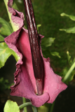 Dracunculus vulgaris RCP05-07 1423.jpg